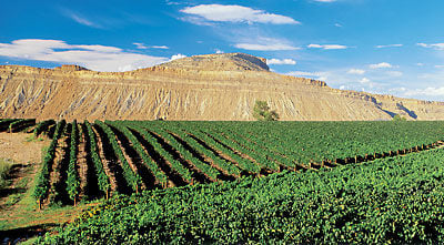 Growing grapes in Colorado