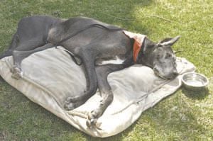 Committee gives unanimous wags to Dog Protection Act