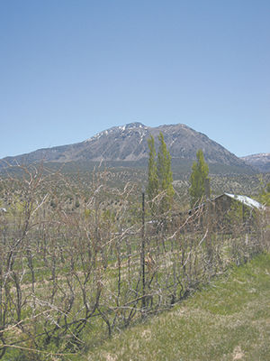 European wine venues remind me a little of Colorado wine, food and tourism industries