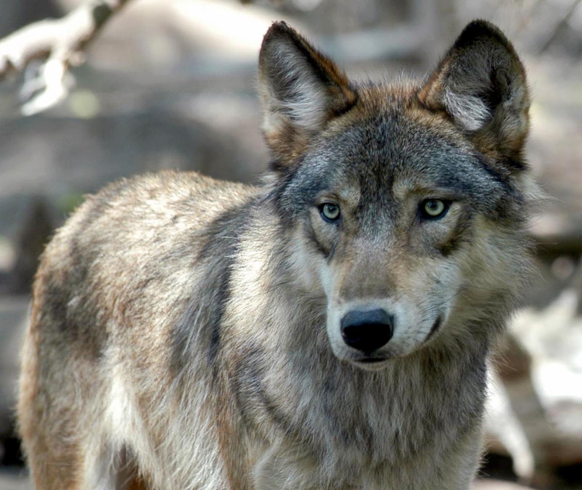 Wolves-US Protections gray wolf