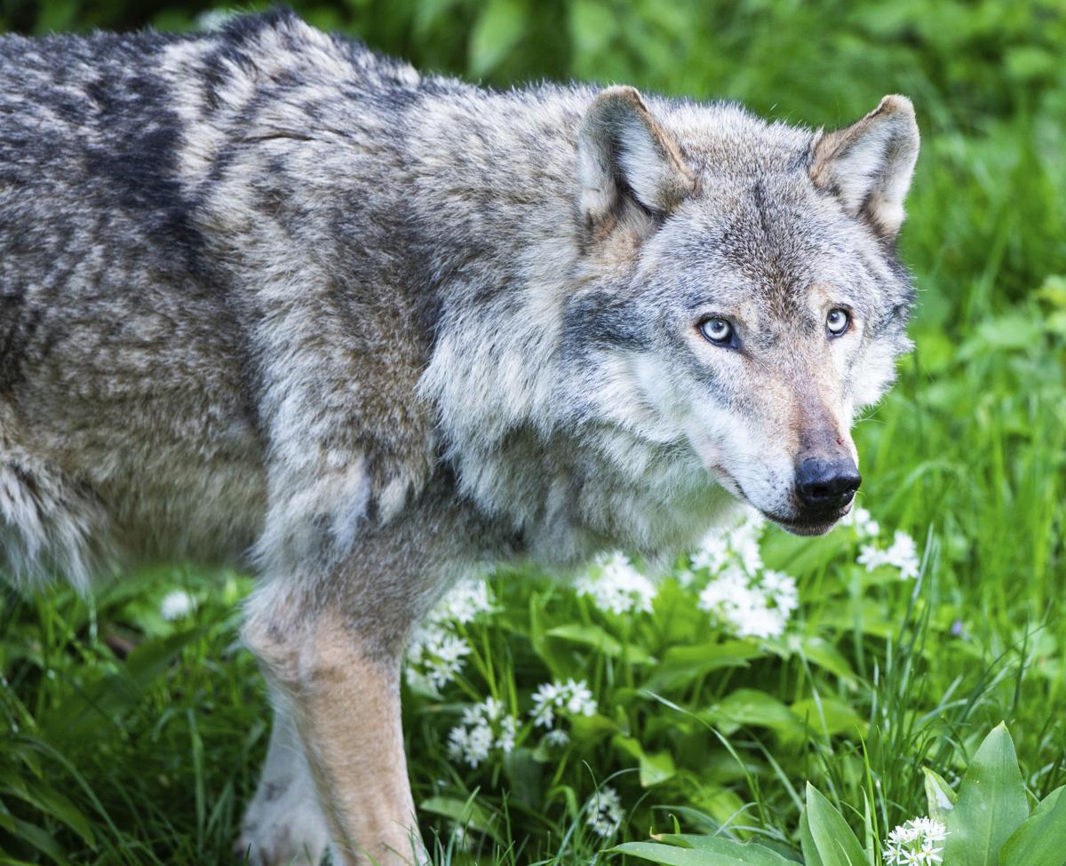 Gray Wolf