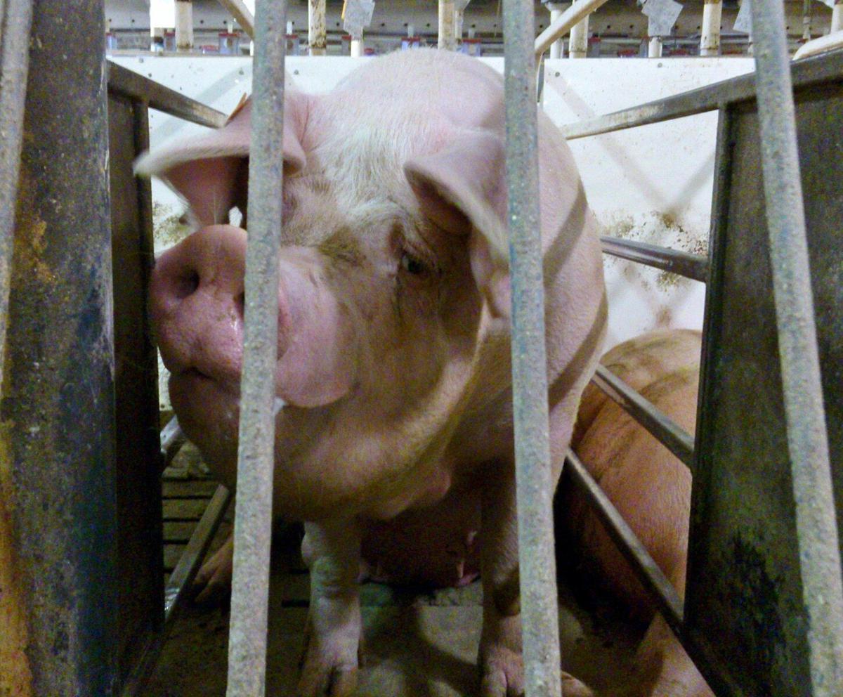 animal confinement