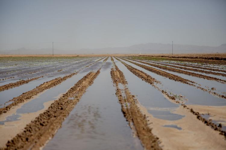 Agriculture 14.JPG