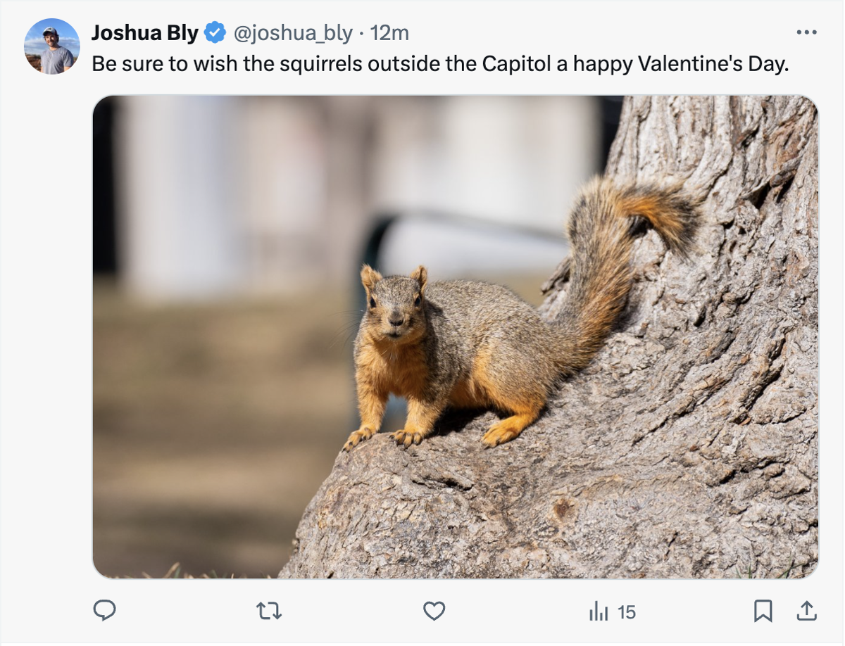 Squirrel