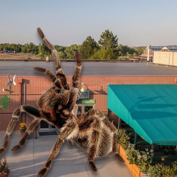 Rosie the tarantula escapes on April Fools' Day