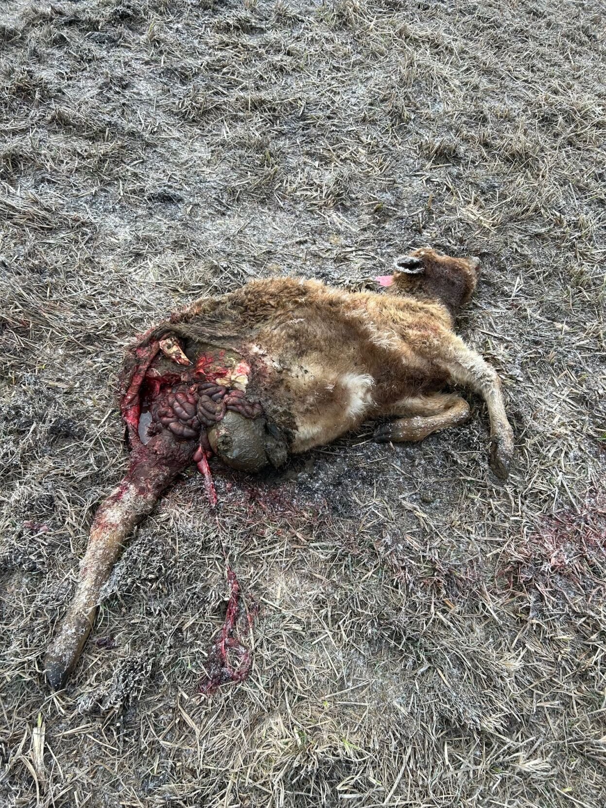 Yearling in field remains