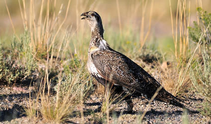 Sage grouse decision lauded, but some green groups not impressed