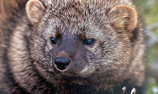 Settlement forces feds to decide whether nine species endangered
