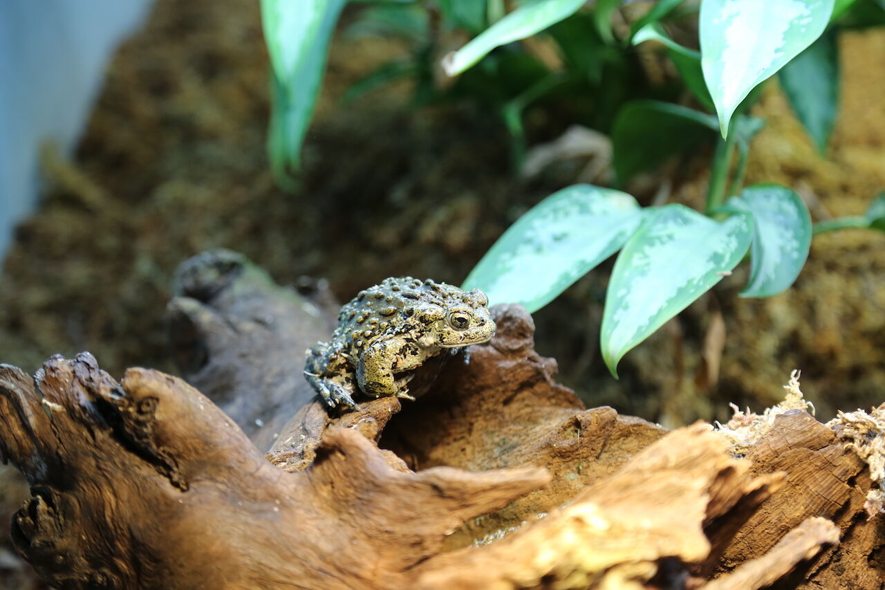 Colorado Parks and Wildlife, Denver Zoo work to save the state’s boreal toads