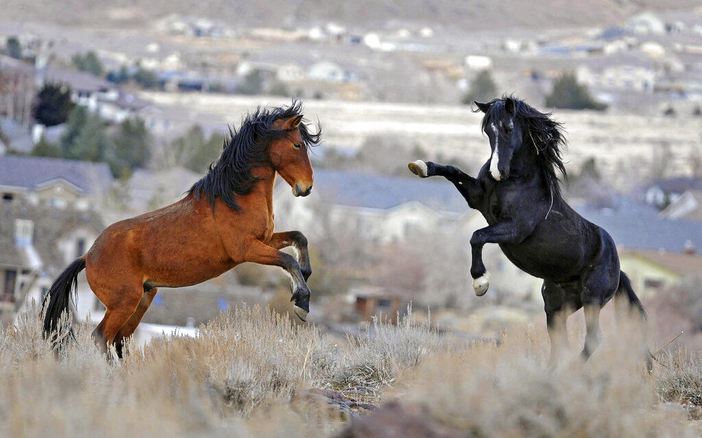 Official: Solving wild horse problem will take $5B, 15 years