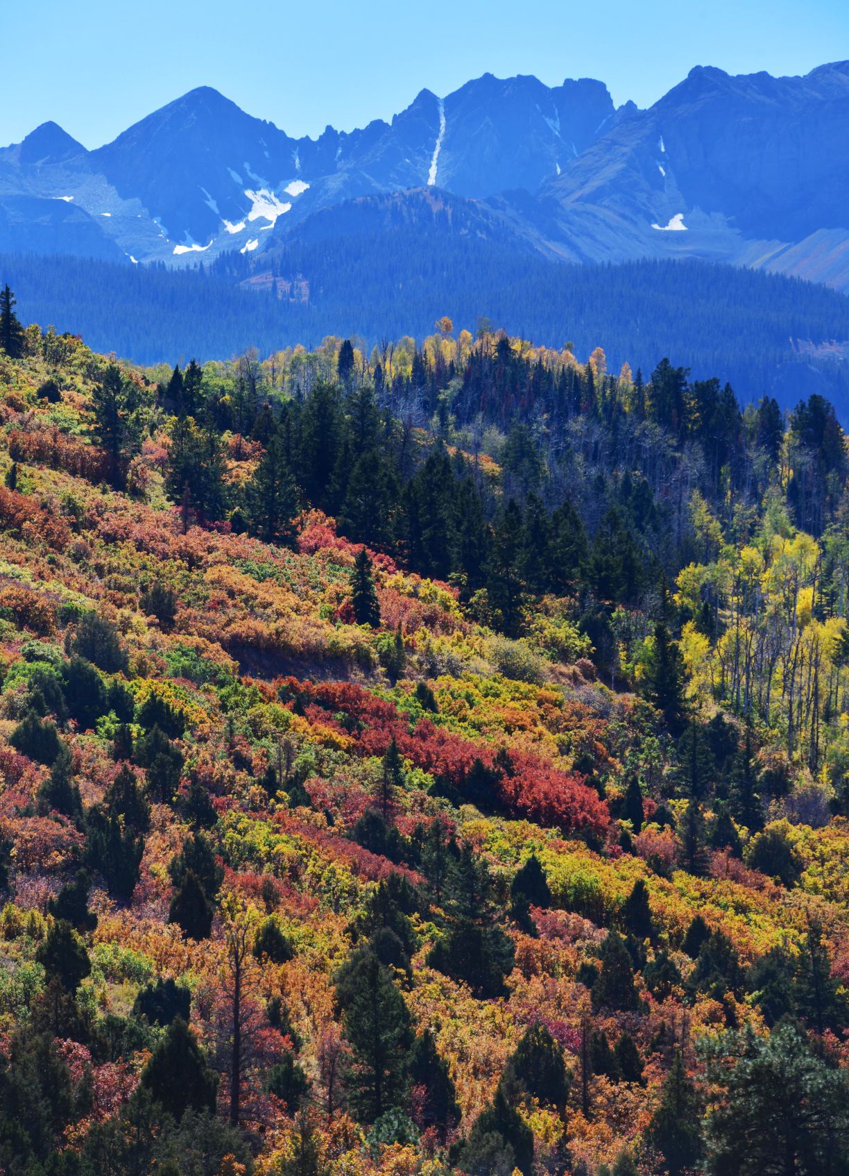 New initiative picks Southwestern Colorado for forest improvement project