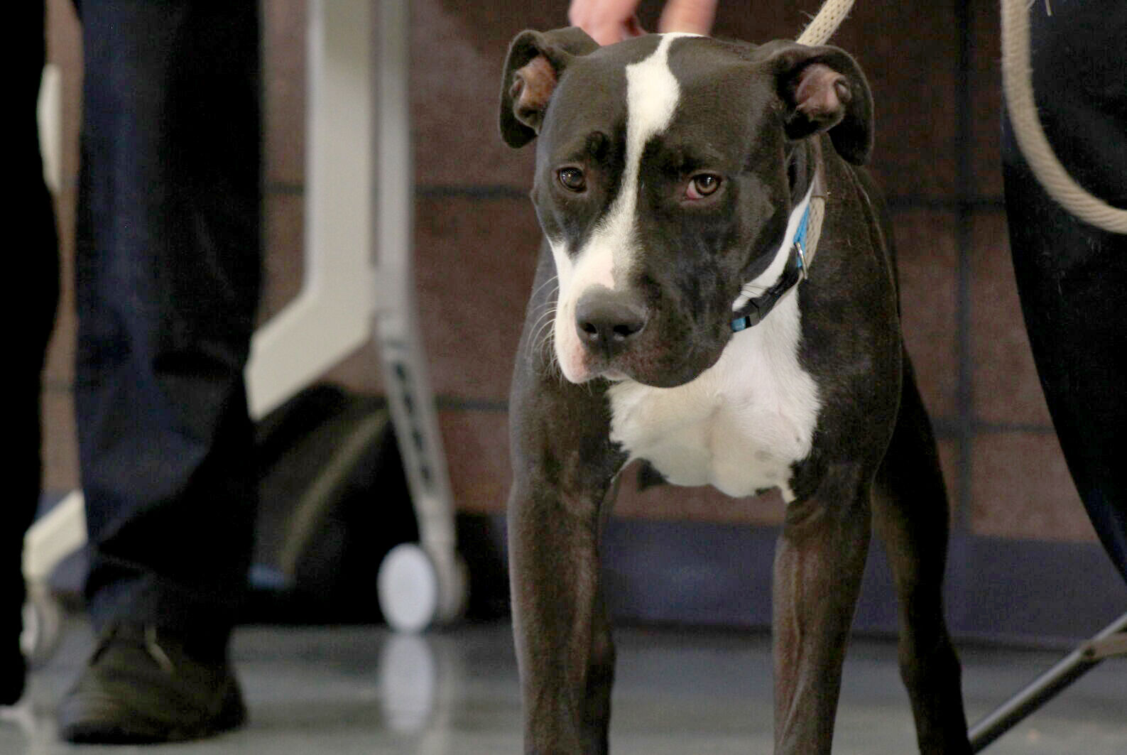 Meet Penguin, Denver’s first adoptable pit bull in more than 30 years