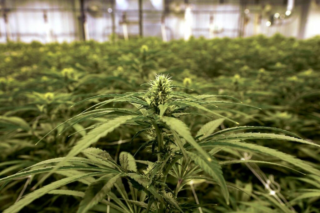 Biden pardons thousands convicted of marijuana charges on federal lands and in Washington