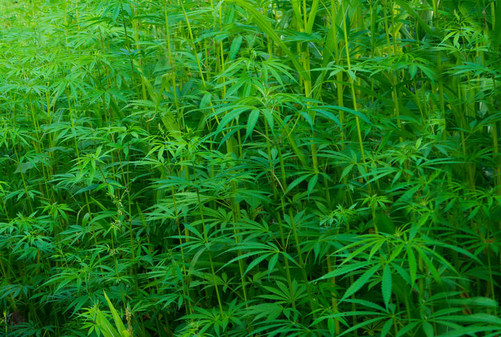 Colorado’s Mike Coffman goes hyperlocal, urges crackdown on illegal Aurora pot grows