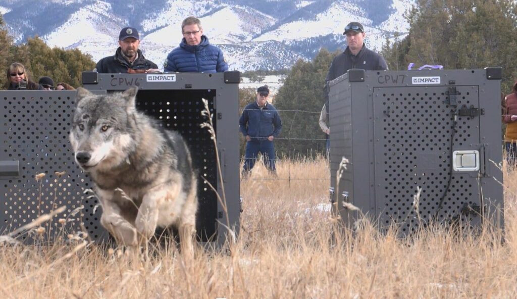 Colorado lawmakers put pressure on wildlife officials to help ranchers protect livestock from wolves