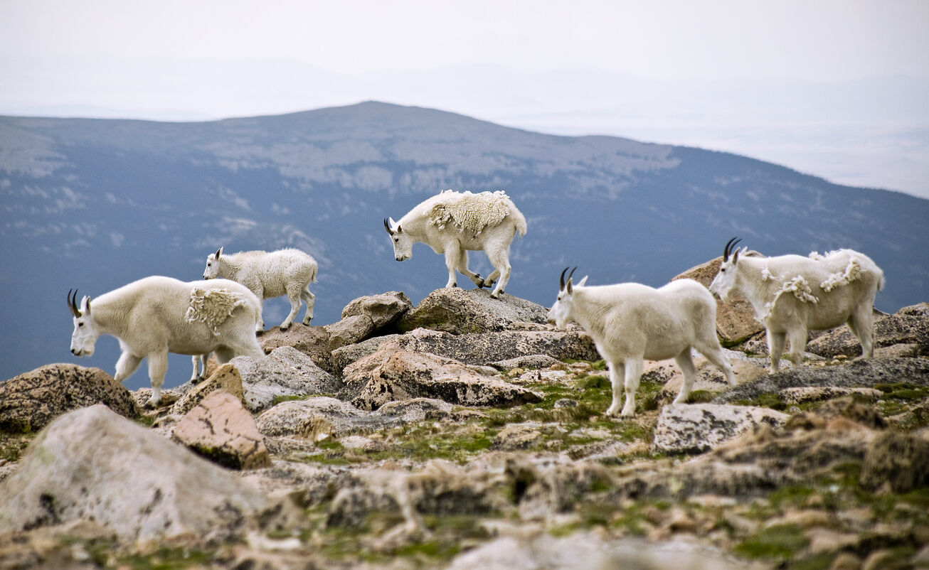 Timed entry permits set to end at Rocky Mountain National Park