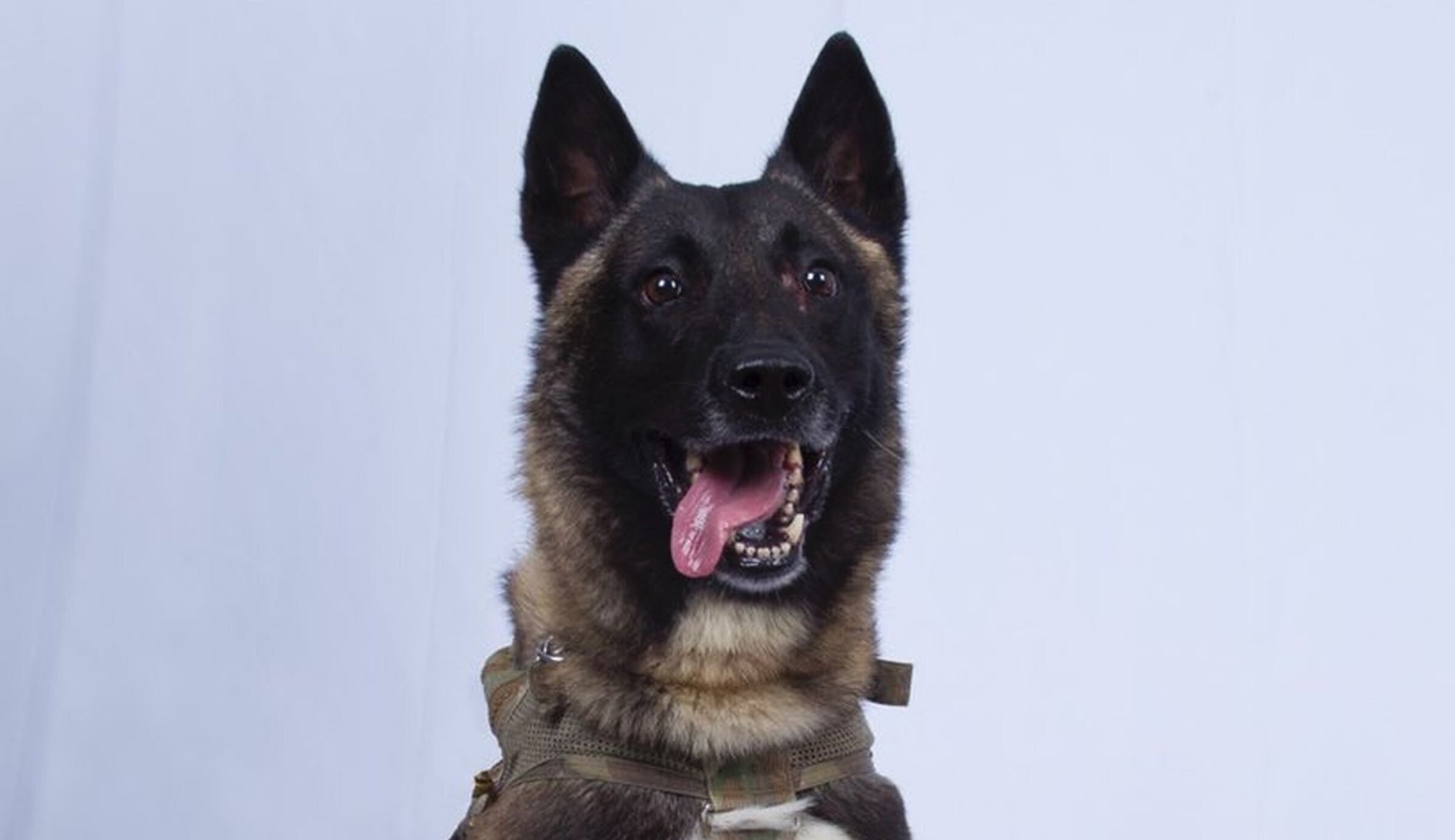 ‘The ultimate fighter’: Trump honors Conan, dog injured in Baghdadi raid