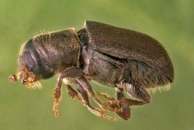 Pine beetles contribute to record-breaking wildfires