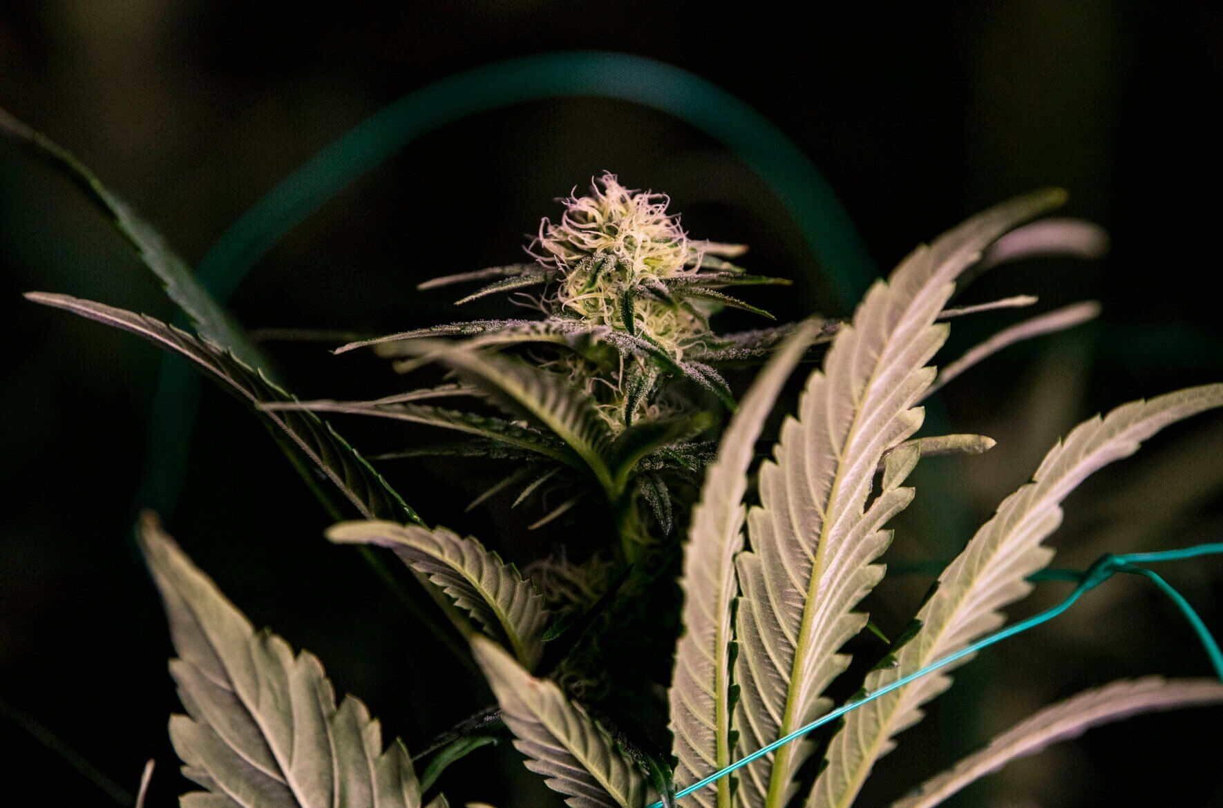 More young Colorado children are consuming marijuana despite efforts to stop them