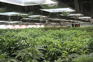 Growing marijuana industry embraces regulations