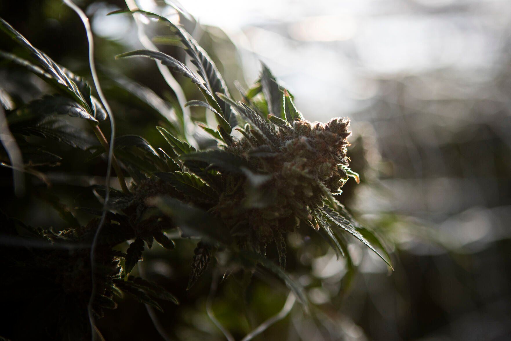 Opposition to marijuana, psychedelic mushroom ballot questions possible in Colorado Springs-based district