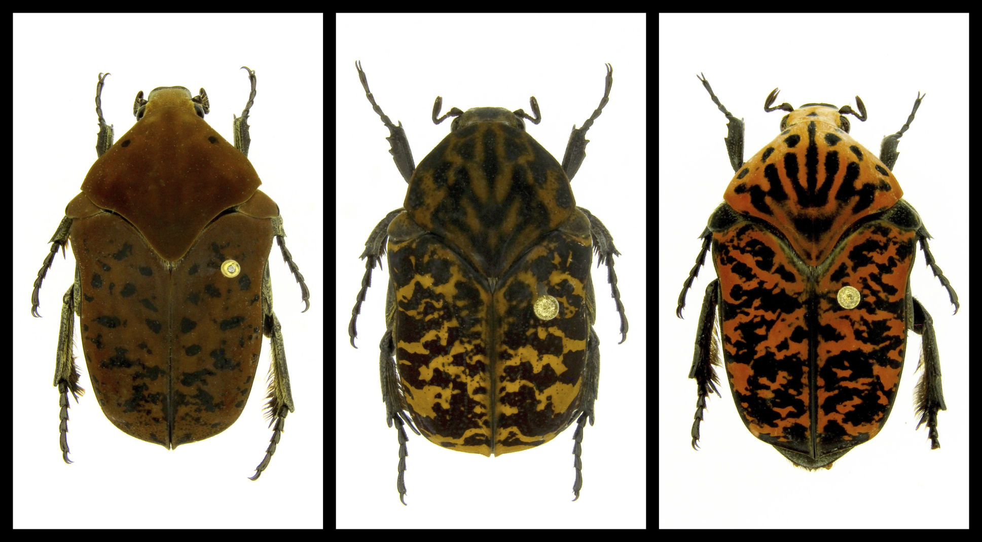 OUT WEST ROUNDUP | Professor names beetle species after ‘Game of Thrones’