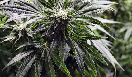 Bennet, Gardner introduce bill to legalize pot banking