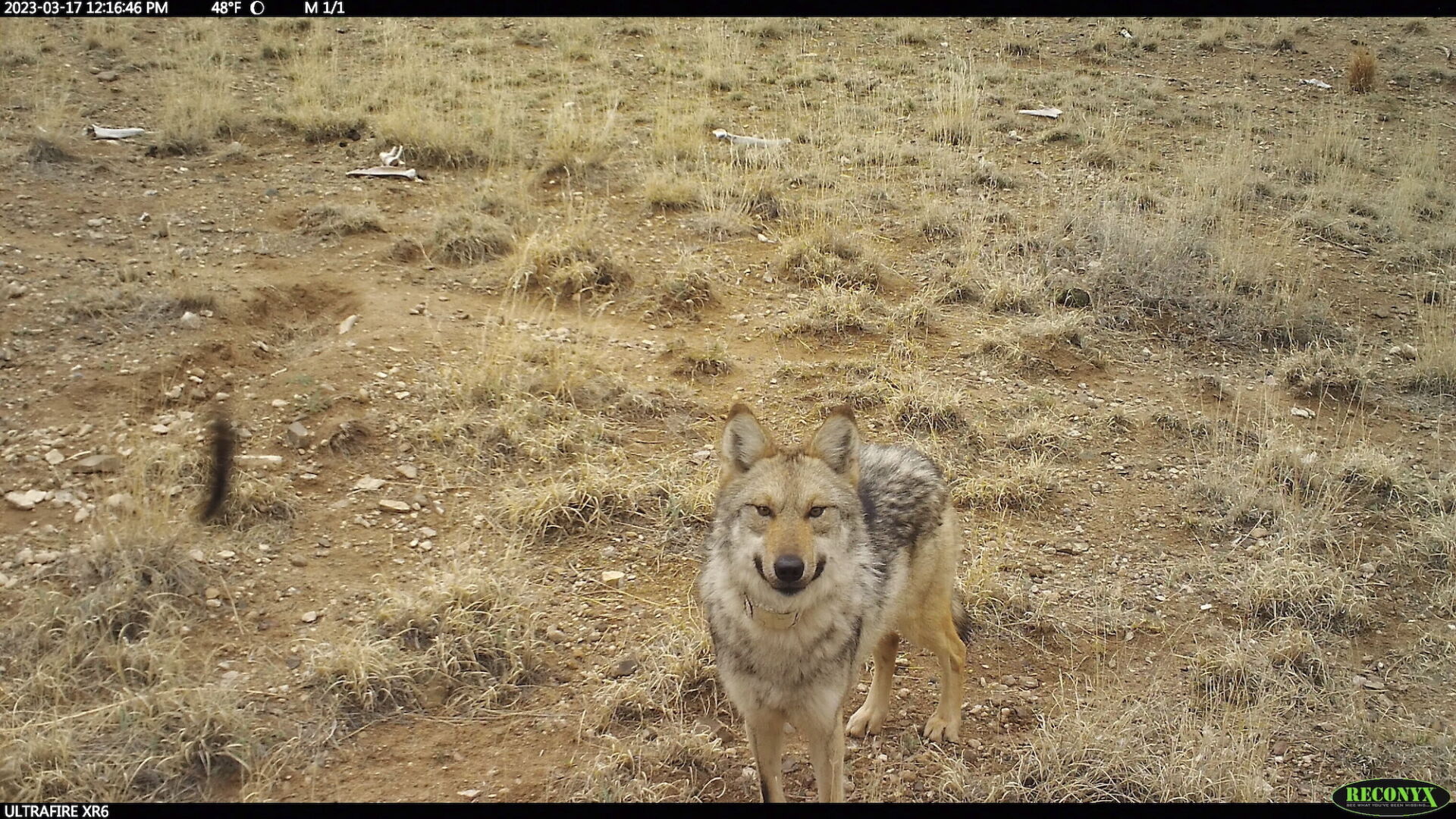 Wildlife managers capture wandering Mexican wolf, attempt dating game | OUT WEST ROUNDUP