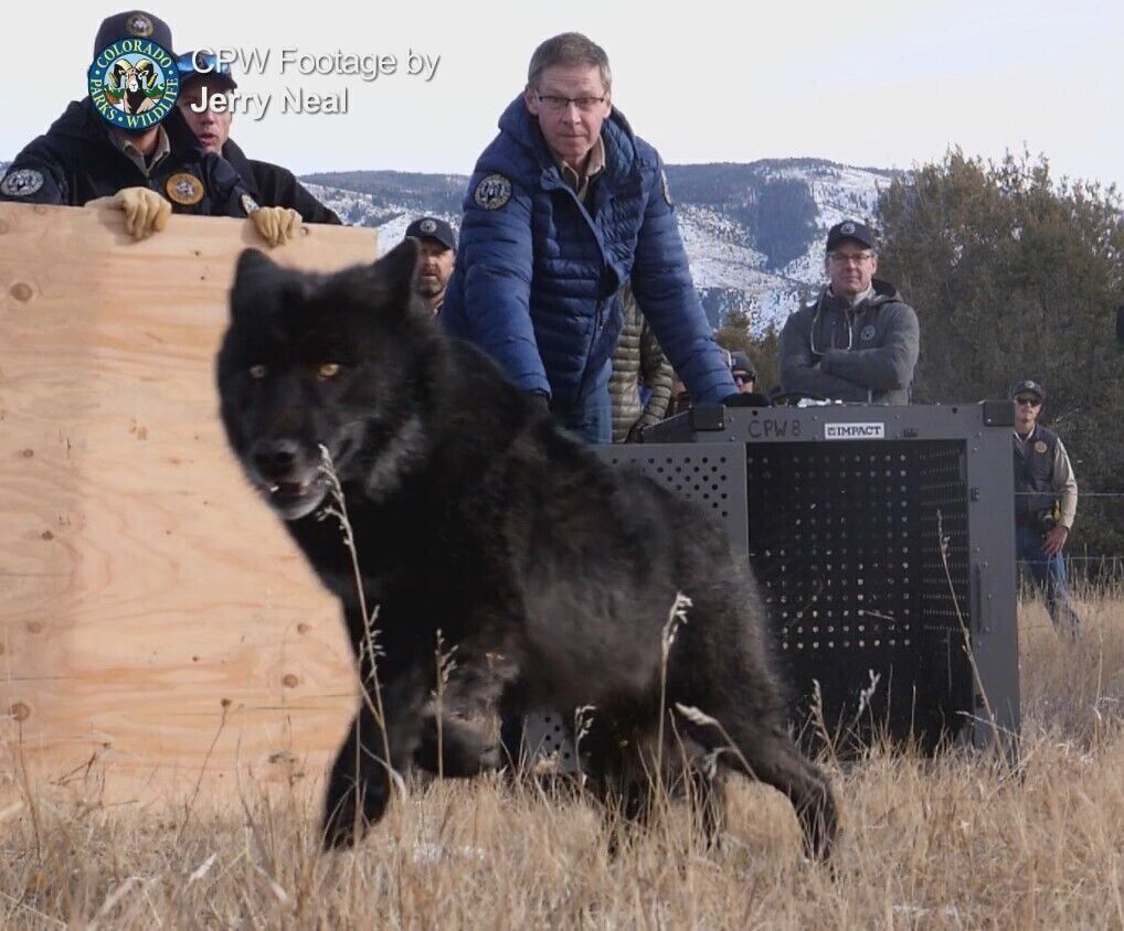 Colorado wolf kills calf in Grand County, first report since wolf reintroduction