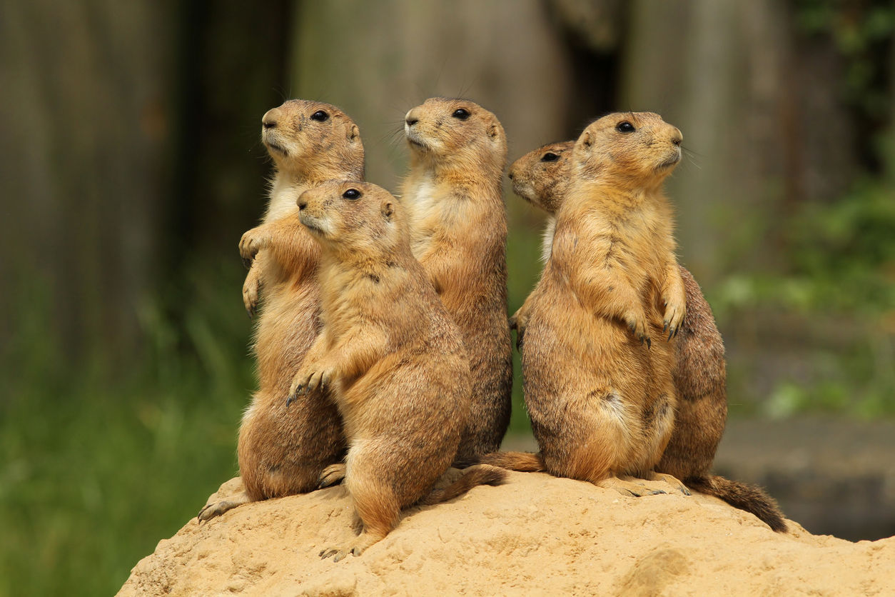 Bill on Great Outdoors Colorado gets opposition based on prairie dogs, coyotes