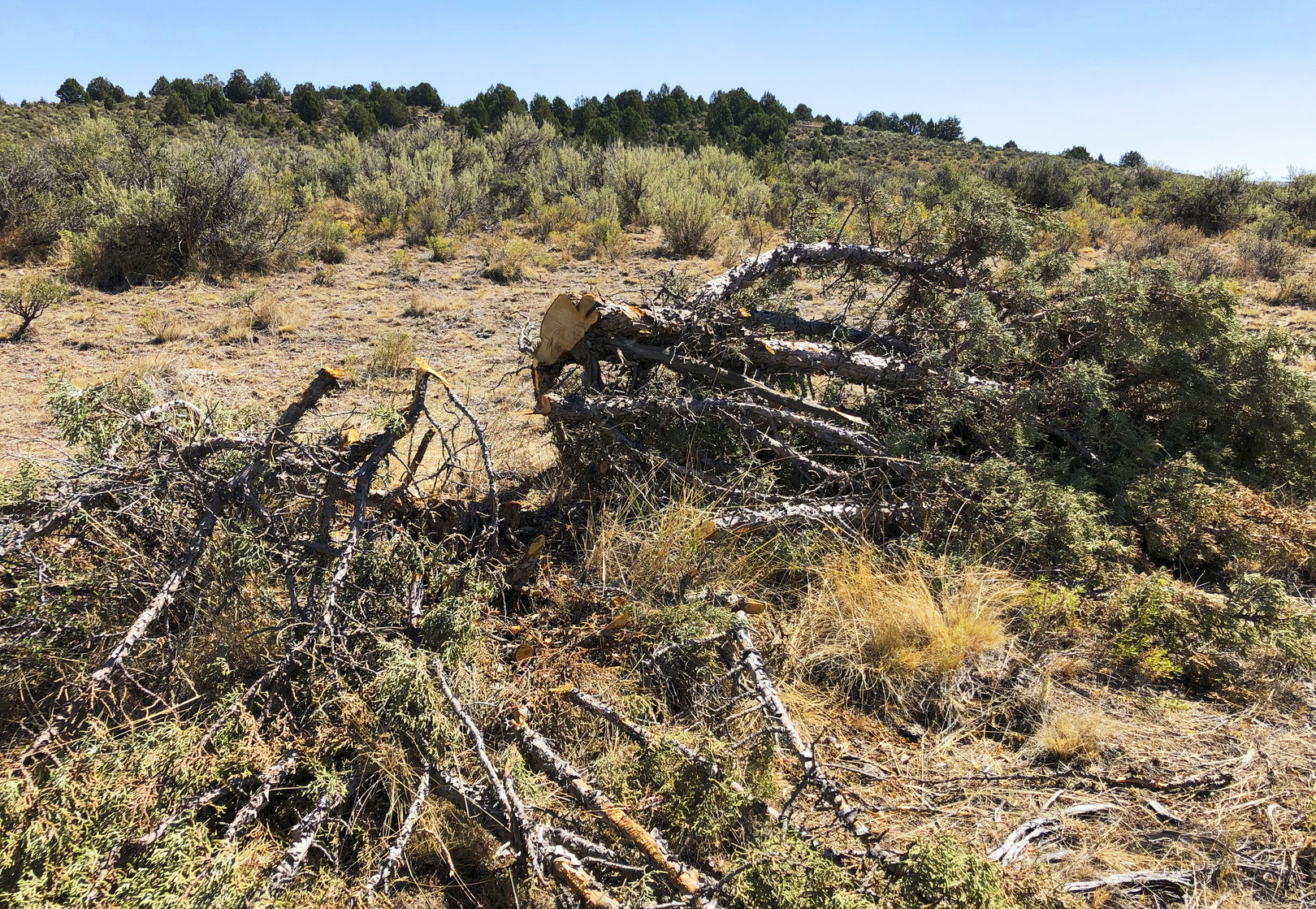 OUT WEST ROUNDUP | Juniper-clearing could help sage grouse; world’s oldest movie theater recognized