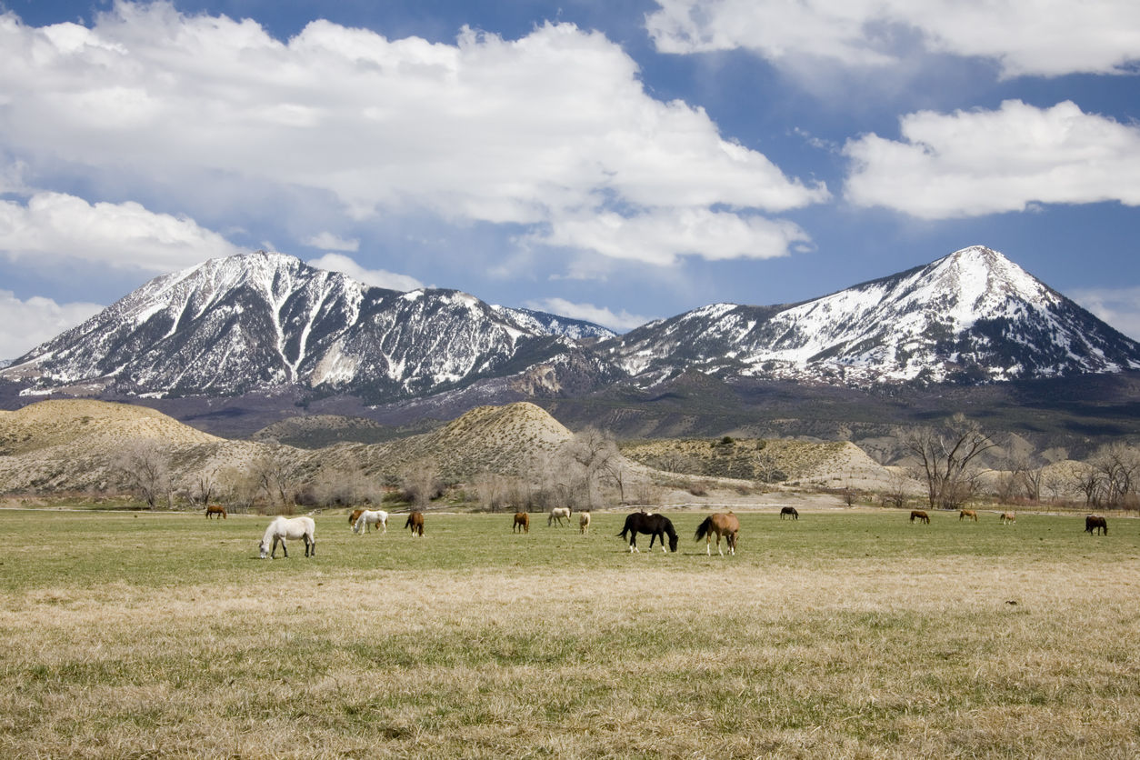 Colorado’s Tipton wants to open more federal land for livestock grazing