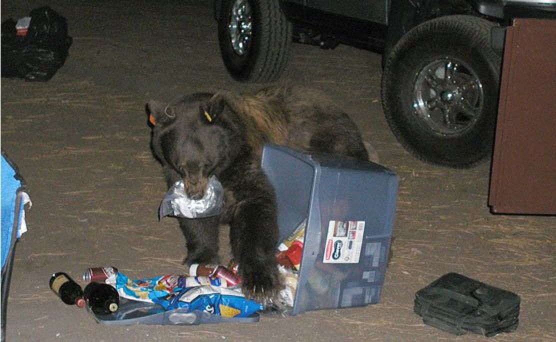 Colorado Springs might require residents, businesses to get bear-resistant trash cans