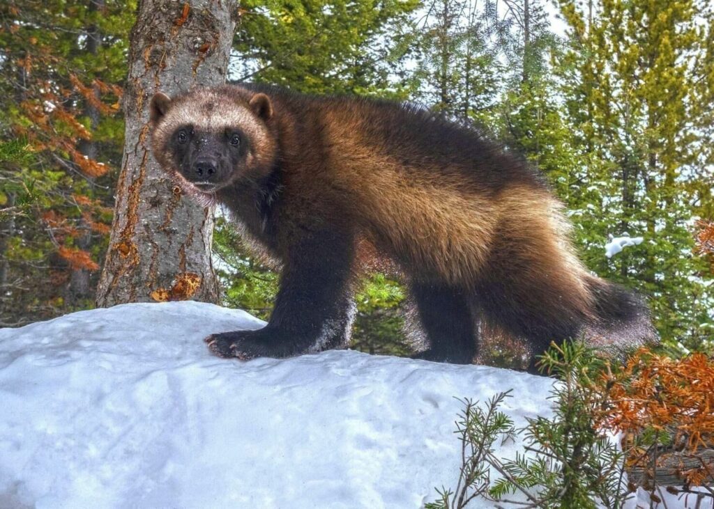The right way to restore a species | Denver Gazette