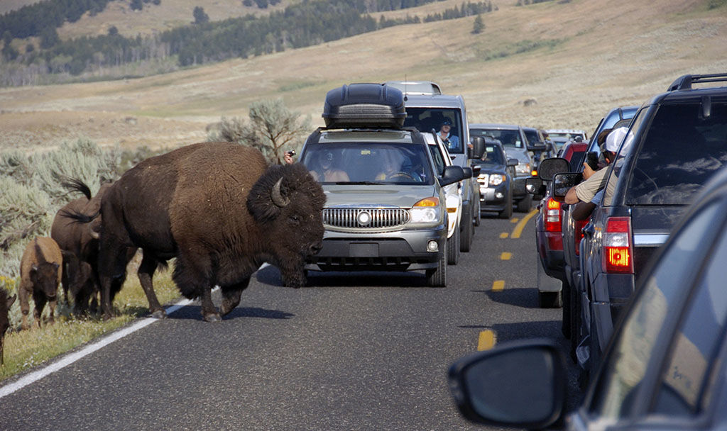 Visitor misbehavior abounds as U.S. parks agency turns 100