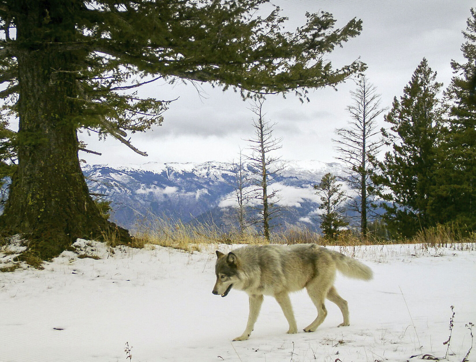 Colorado’s 1st gray wolf pack since 1940s now has 6 pups