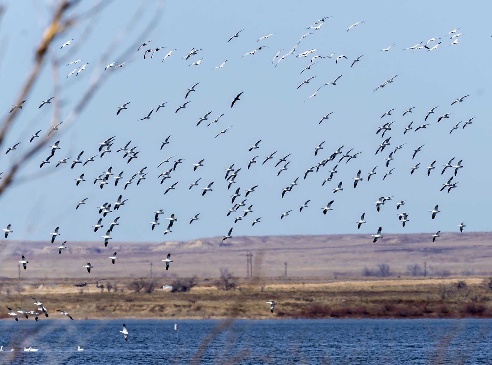 ‘This is real:’ Historic bird flu believed to be killing record number of iconic species in Colorado