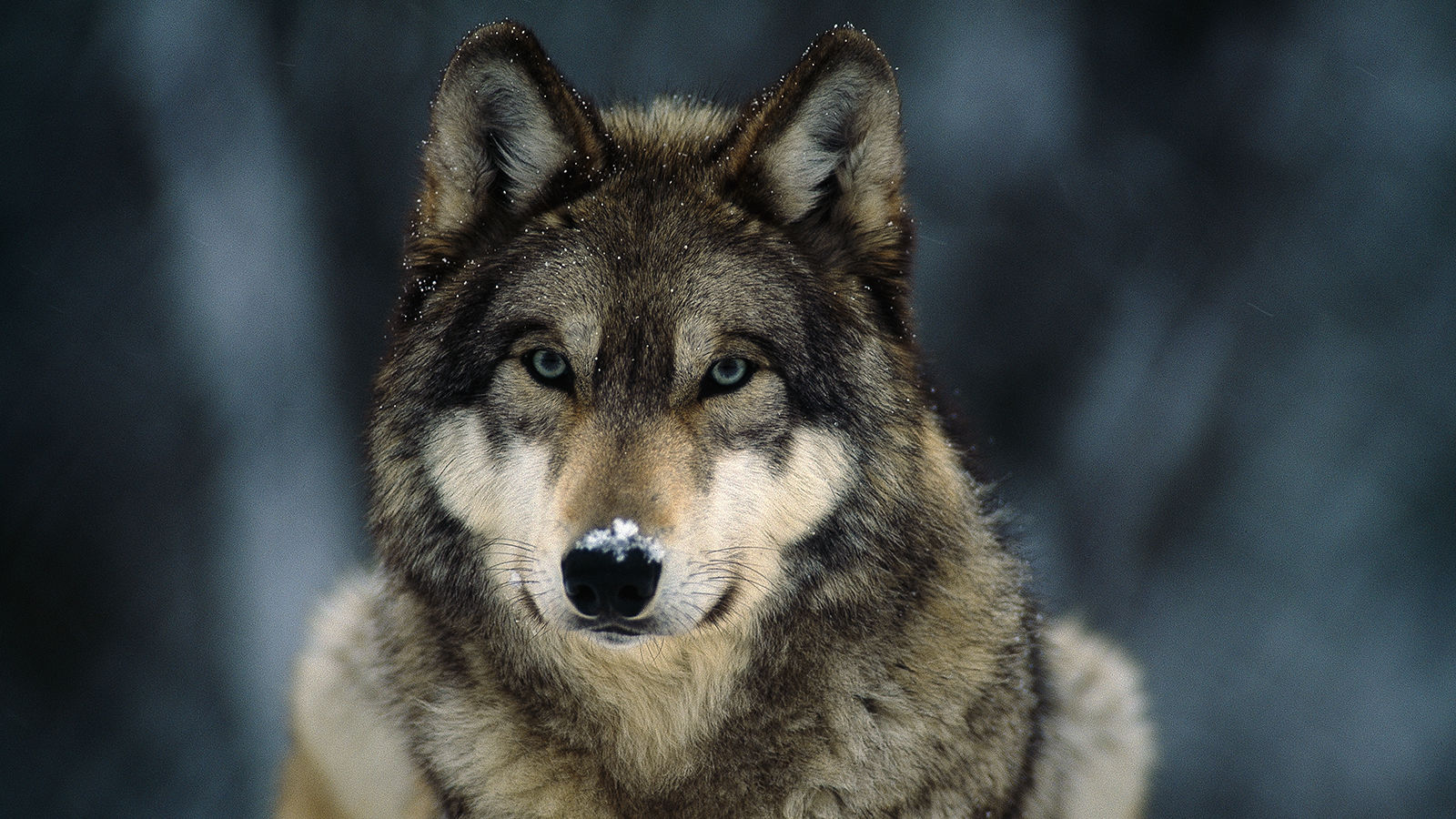 Wolves aren’t waiting for an invitation — wildlife officials say pack is roaming Colorado