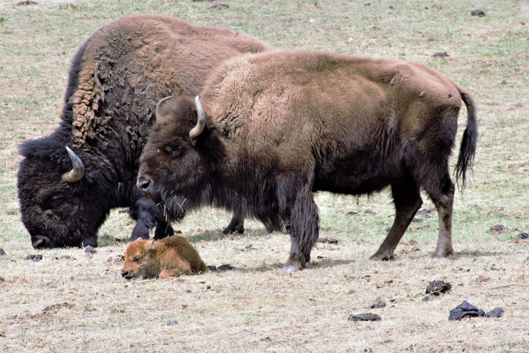 Polis, Neguse call for Biden administration to reverse course on sanctioned bison hunt
