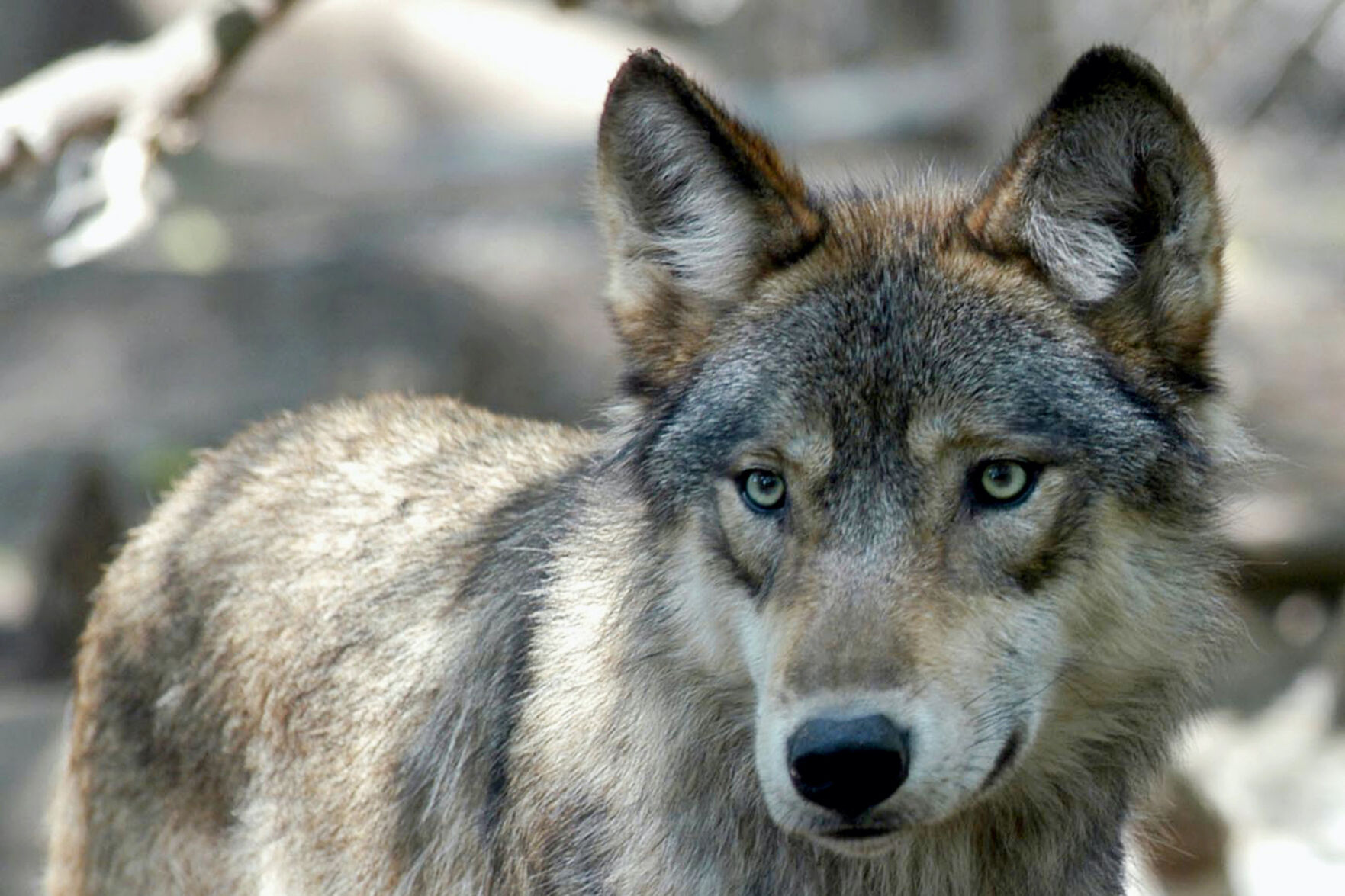 State confirms first wolf kill in decades