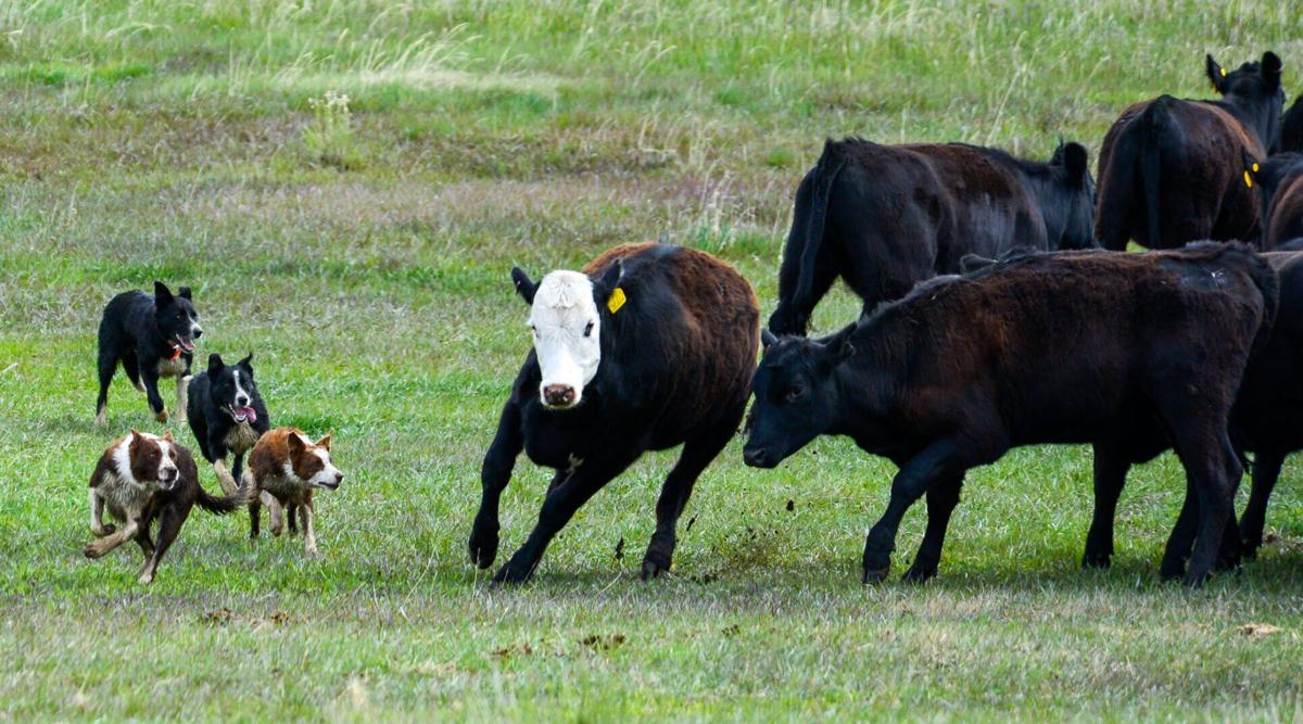 Wolves Middle Park Rancher-3.jpg