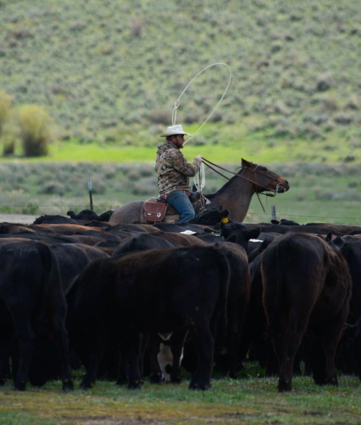 Wolves Middle Park Rancher-2.jpg