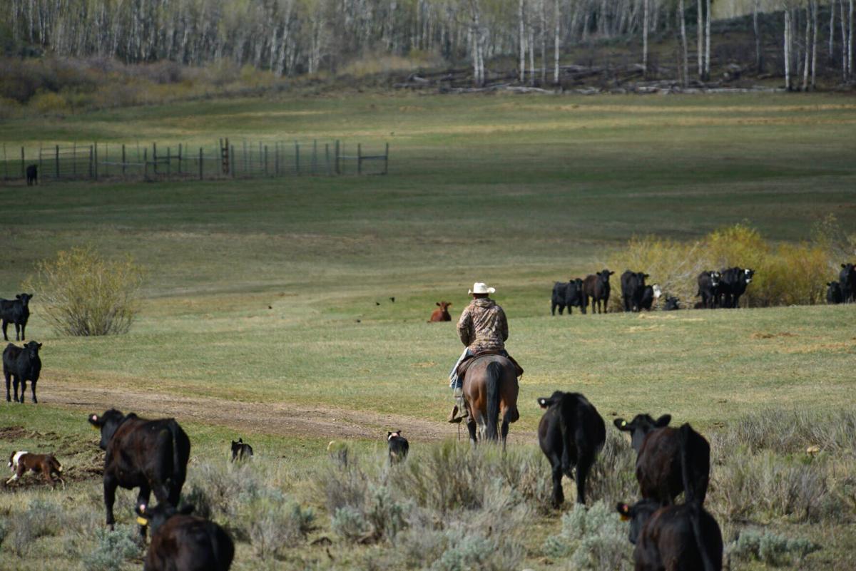 Wolves Middle Park Rancher-4.jpg