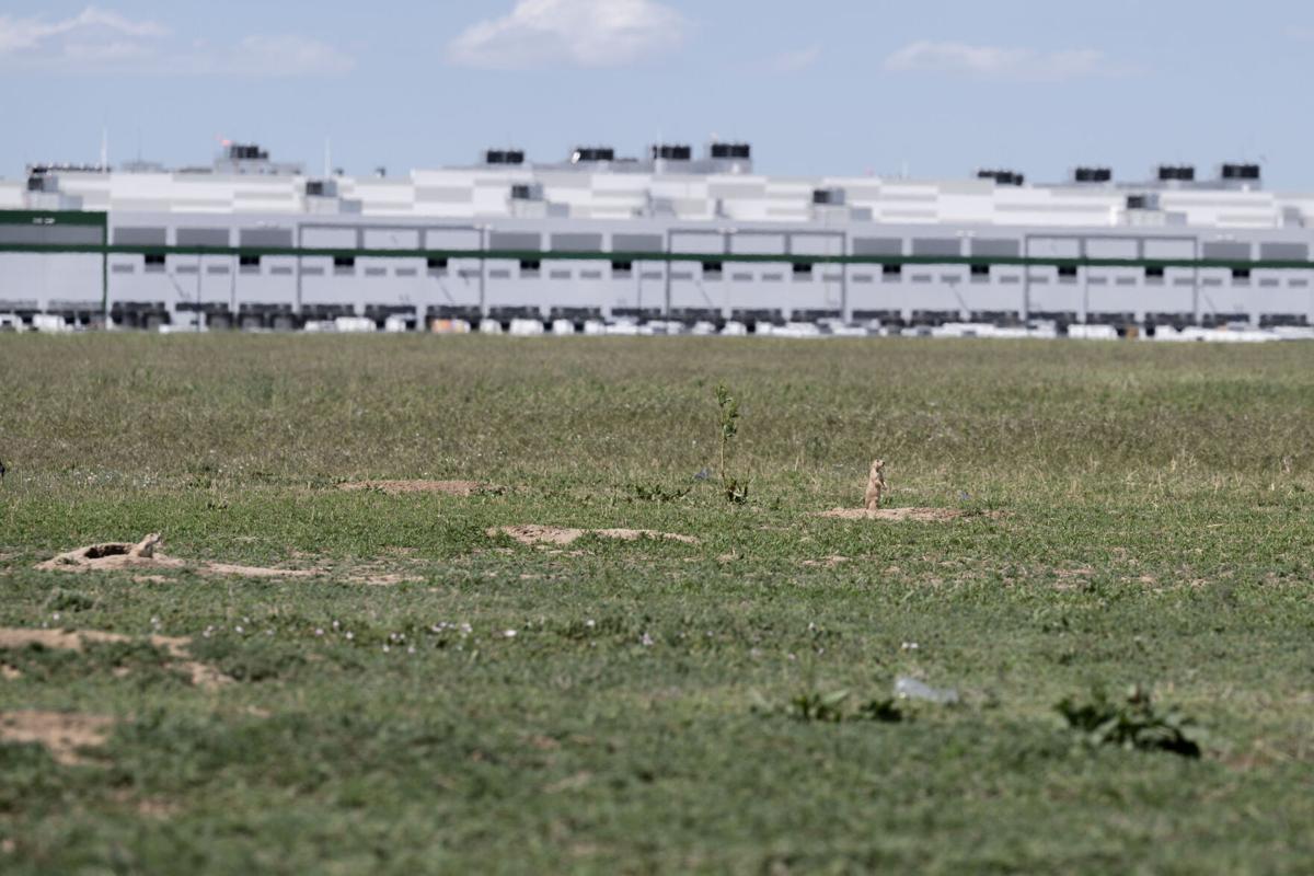 Prairie dogs near DIA