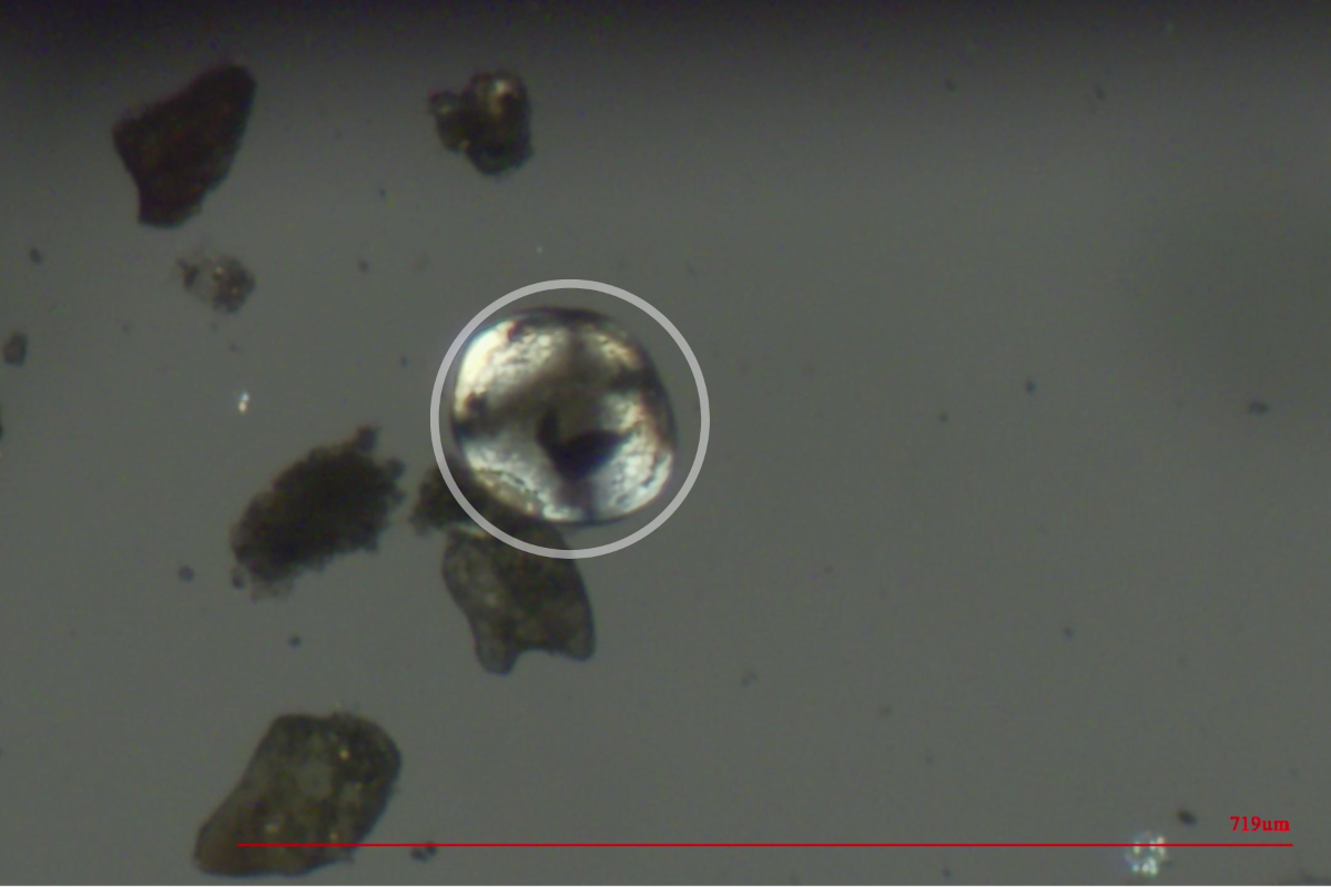 Photo of a zebra mussel veliger discovered by CPW in the Colorado River near Grand Junction after routine testing in early July. A veliger is the mussel's free-floating (planktonic) larval stage that can only be seen under a microscope. Photo Credit: CPW