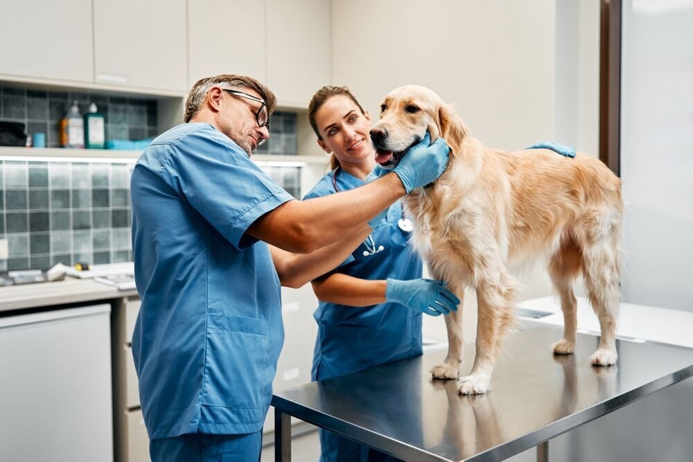 Veterinarians examine a dog
