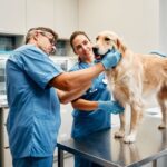 Veterinarians examine a dog