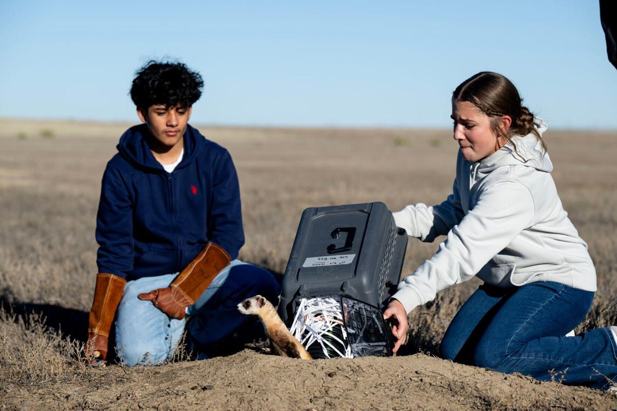 Black footed ferret release