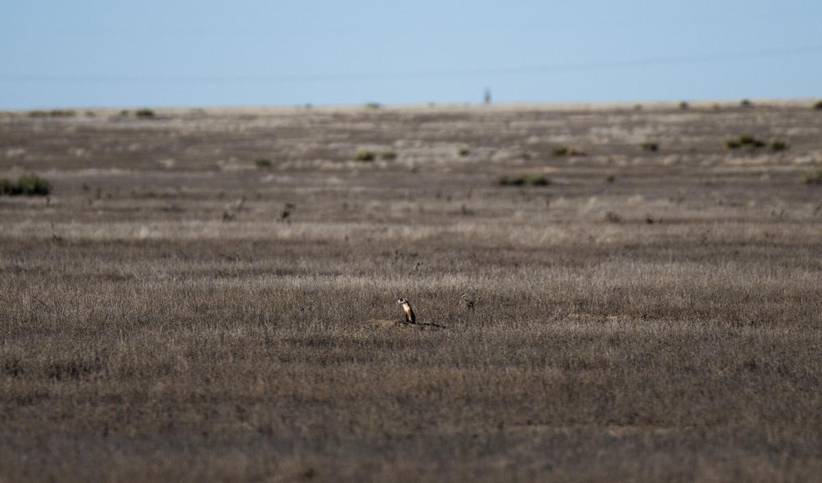 Black footed ferret release
