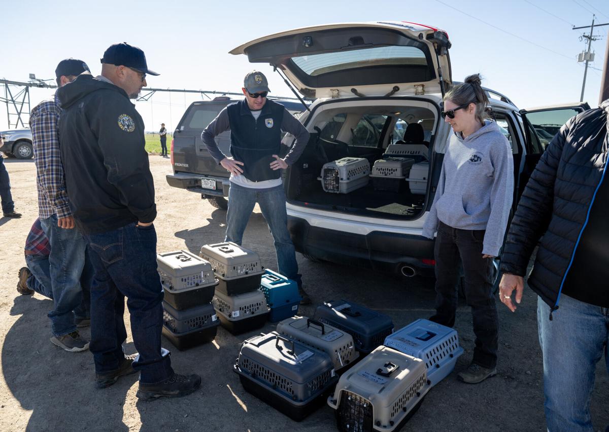 Black footed ferret release